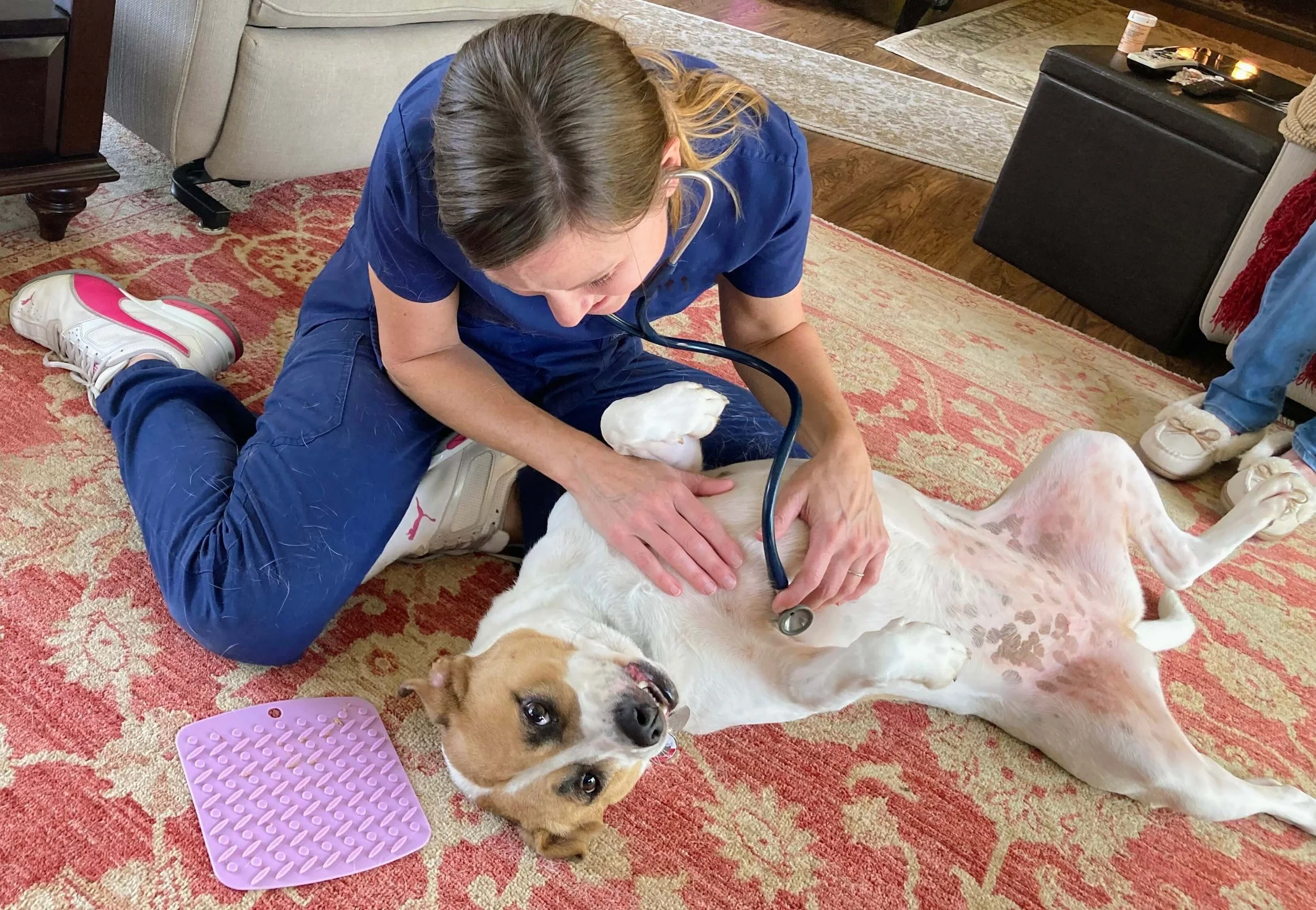 Call veterinarian 2025